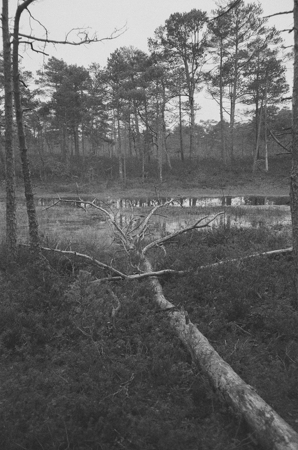 a black and white photo of a fallen tree