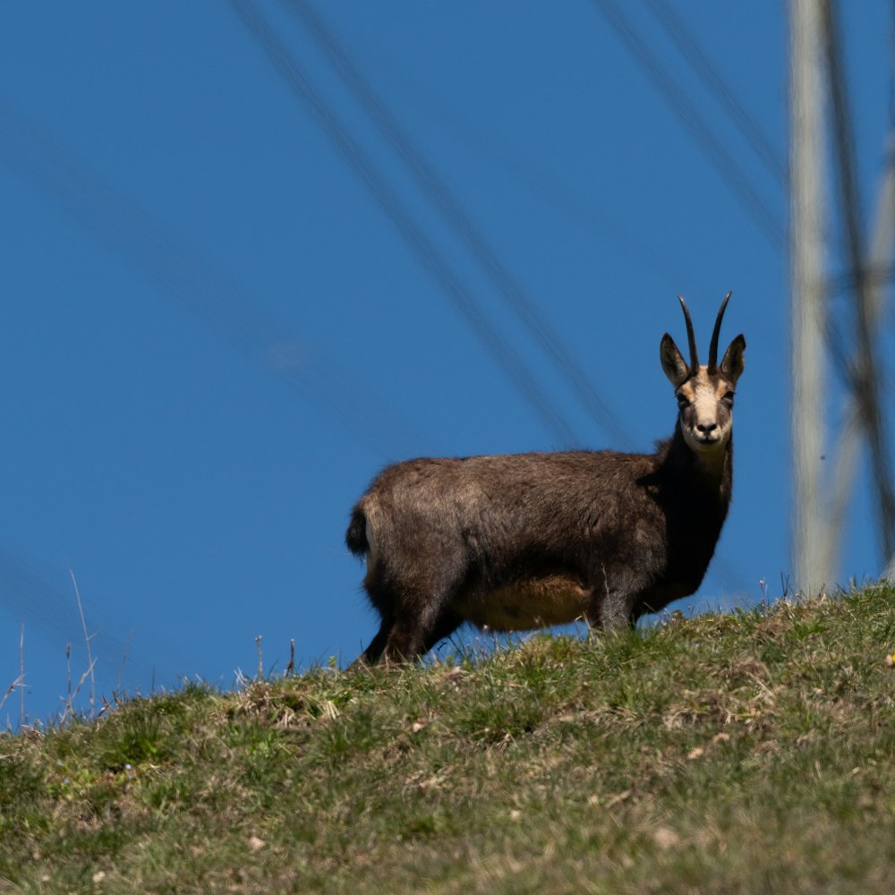 a goat standing on top of a grass covered hill