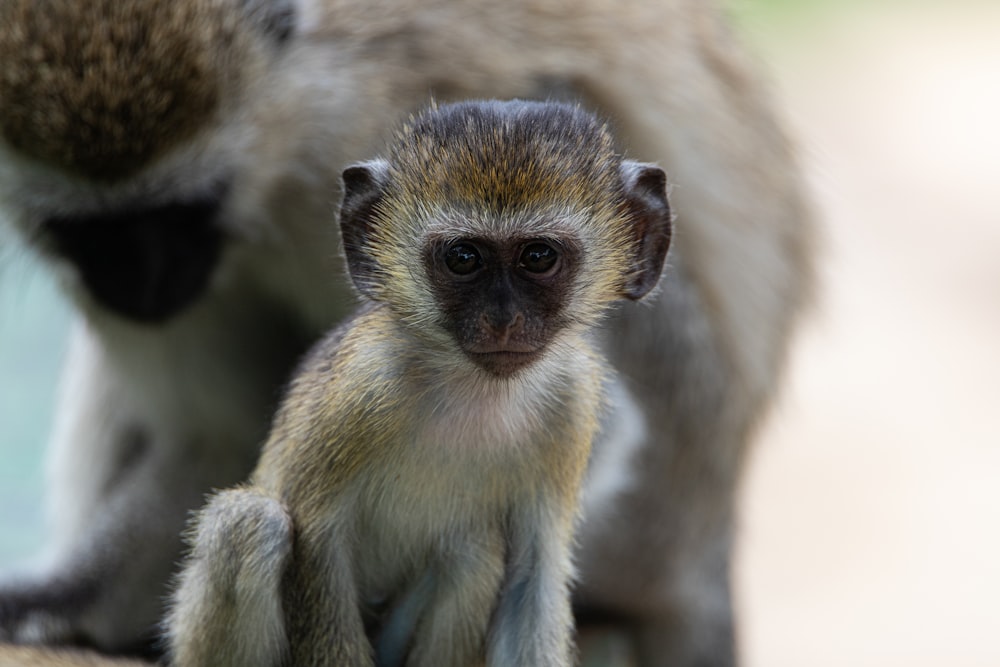 a small monkey standing next to a larger monkey