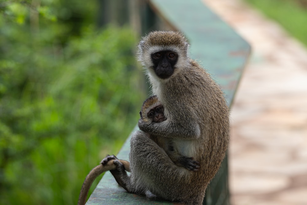 a mother and baby monkey sitting on a ledge
