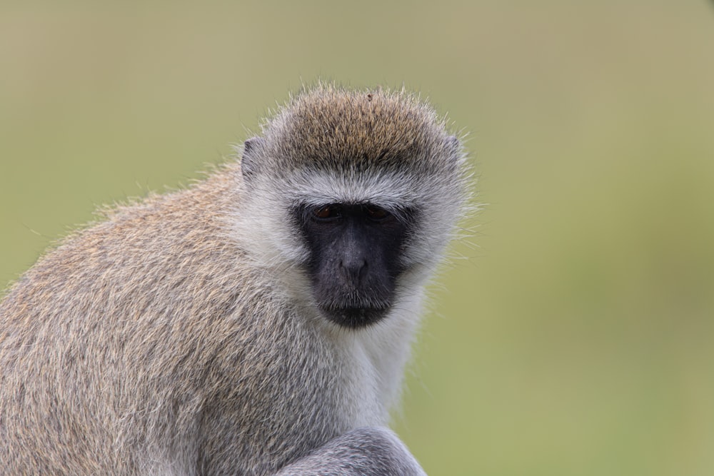 a close up of a monkey with a blurry background