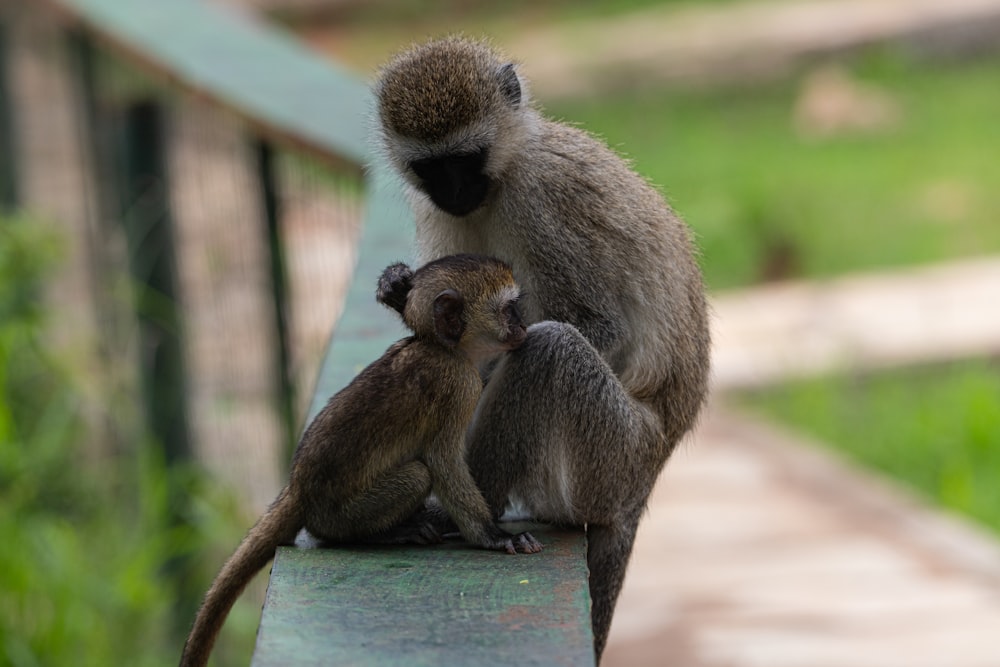a mother and baby monkey sitting on a bench