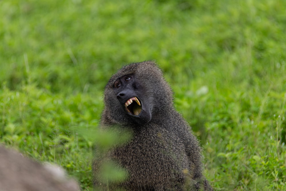 a baboon sitting in the grass with its mouth open