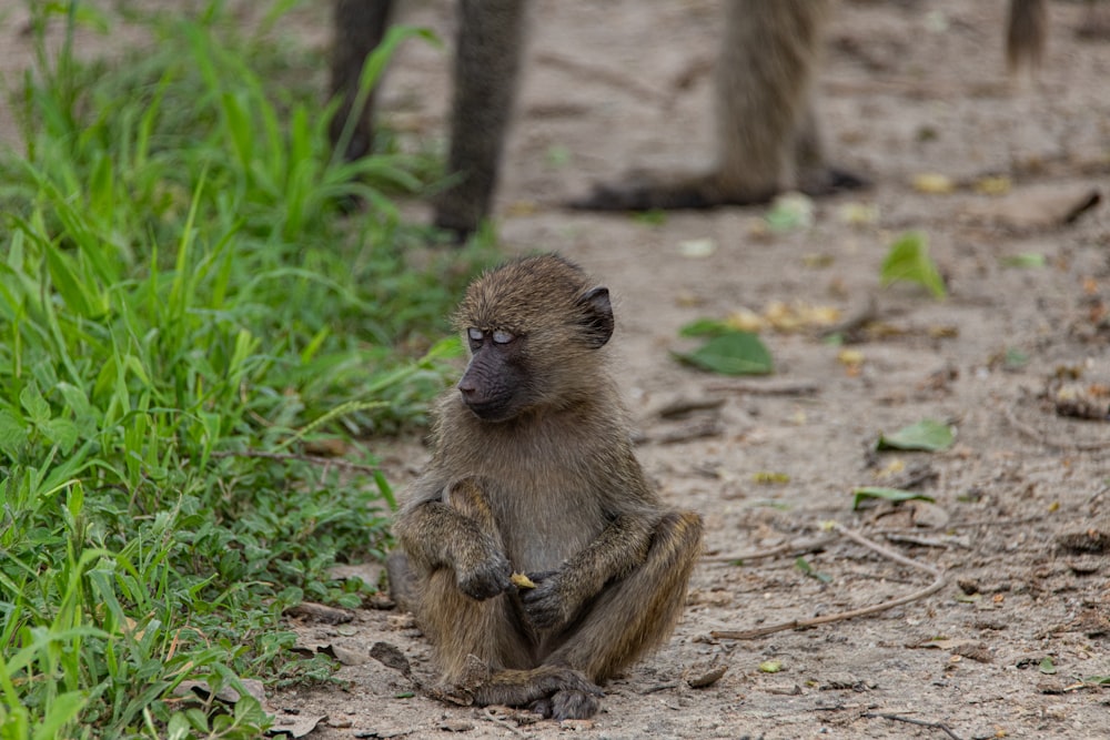 a monkey sitting on the ground eating something