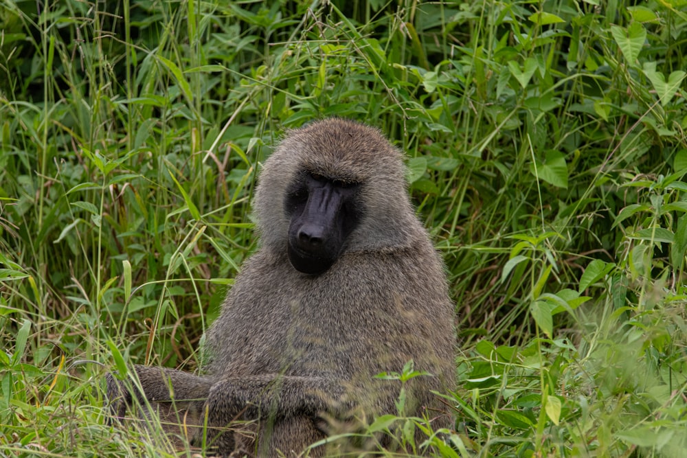 a baboon sitting in the tall grass