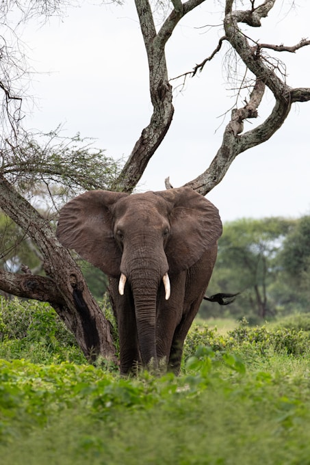 an elephant standing in a grassy field next to a tree