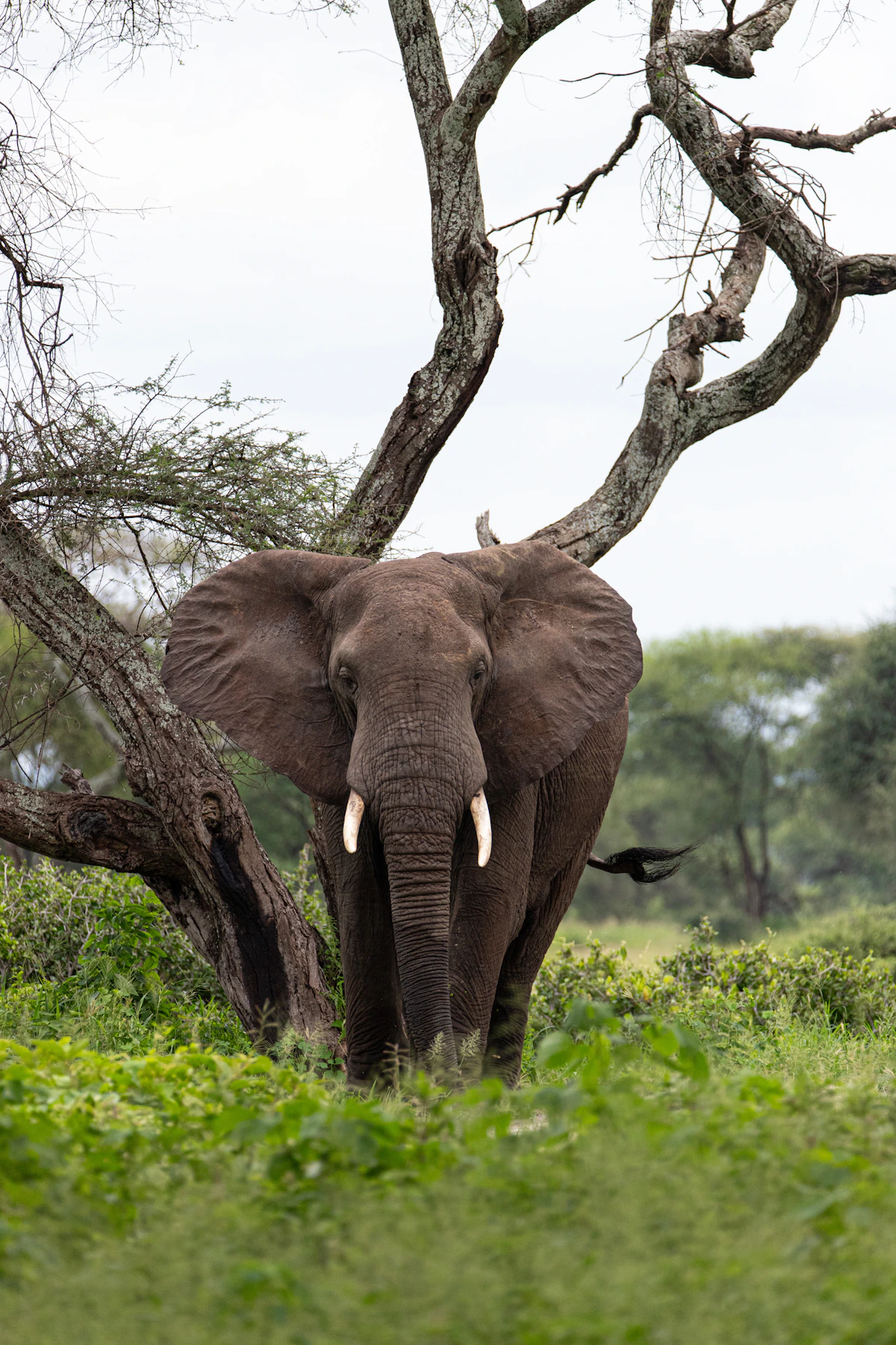 Ruaha National Park — wildlife