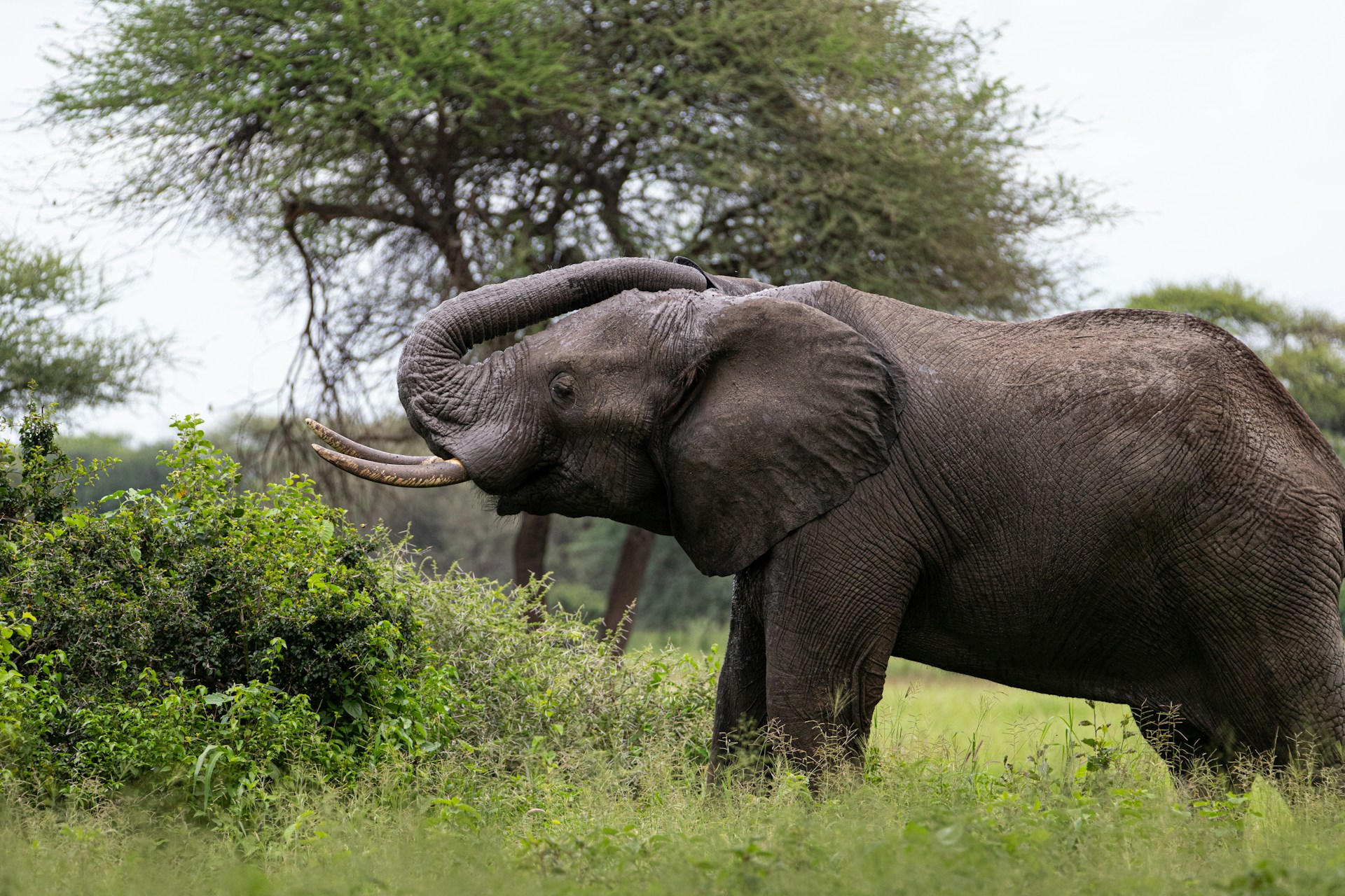 a large elephant standing in a lush green field