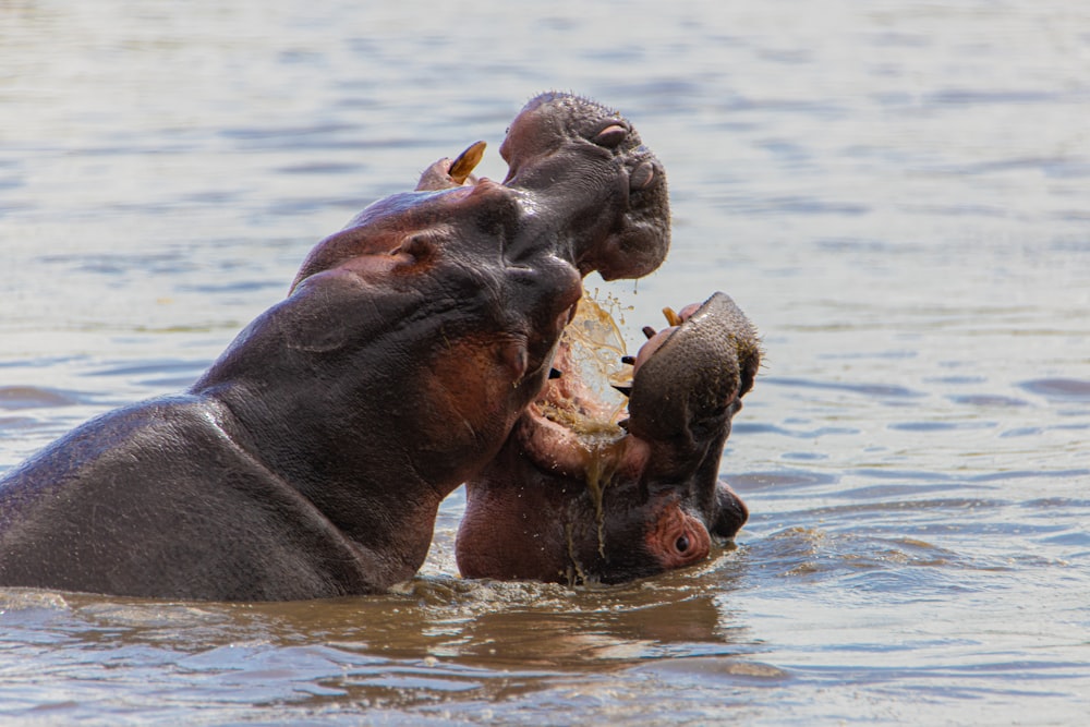Dos hipopótamos en un cuerpo de agua con la boca abierta