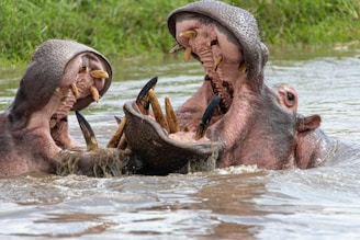 two hippopotamus in a body of water with their mouths open