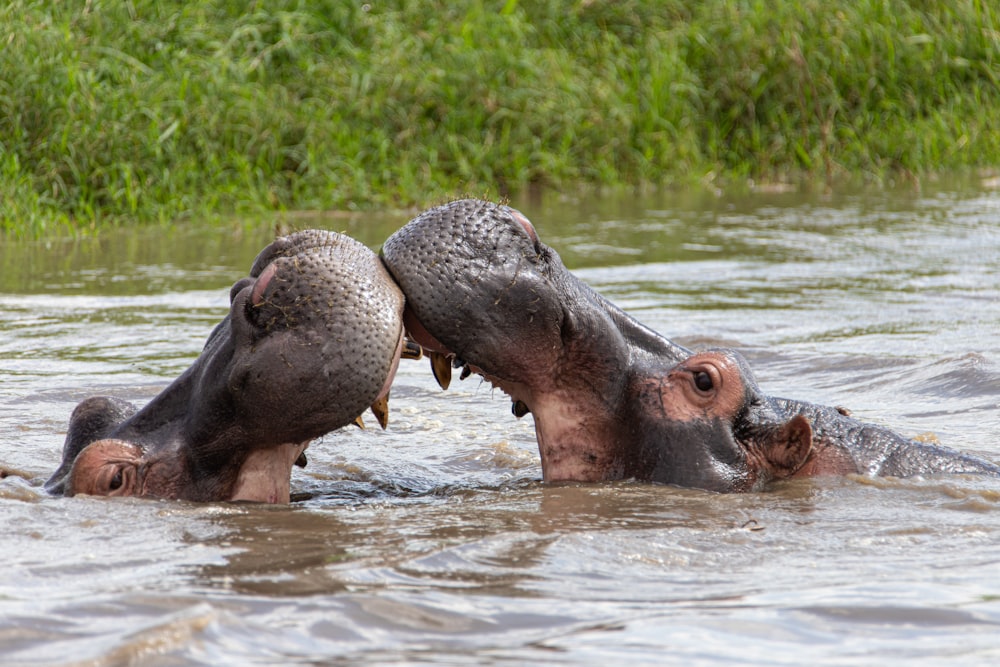 Dos hipopótamos en un cuerpo de agua con la boca abierta