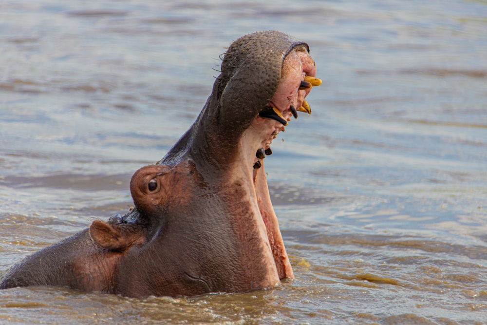 un hipopótamo adulto y un hipopótamo bebé en el agua