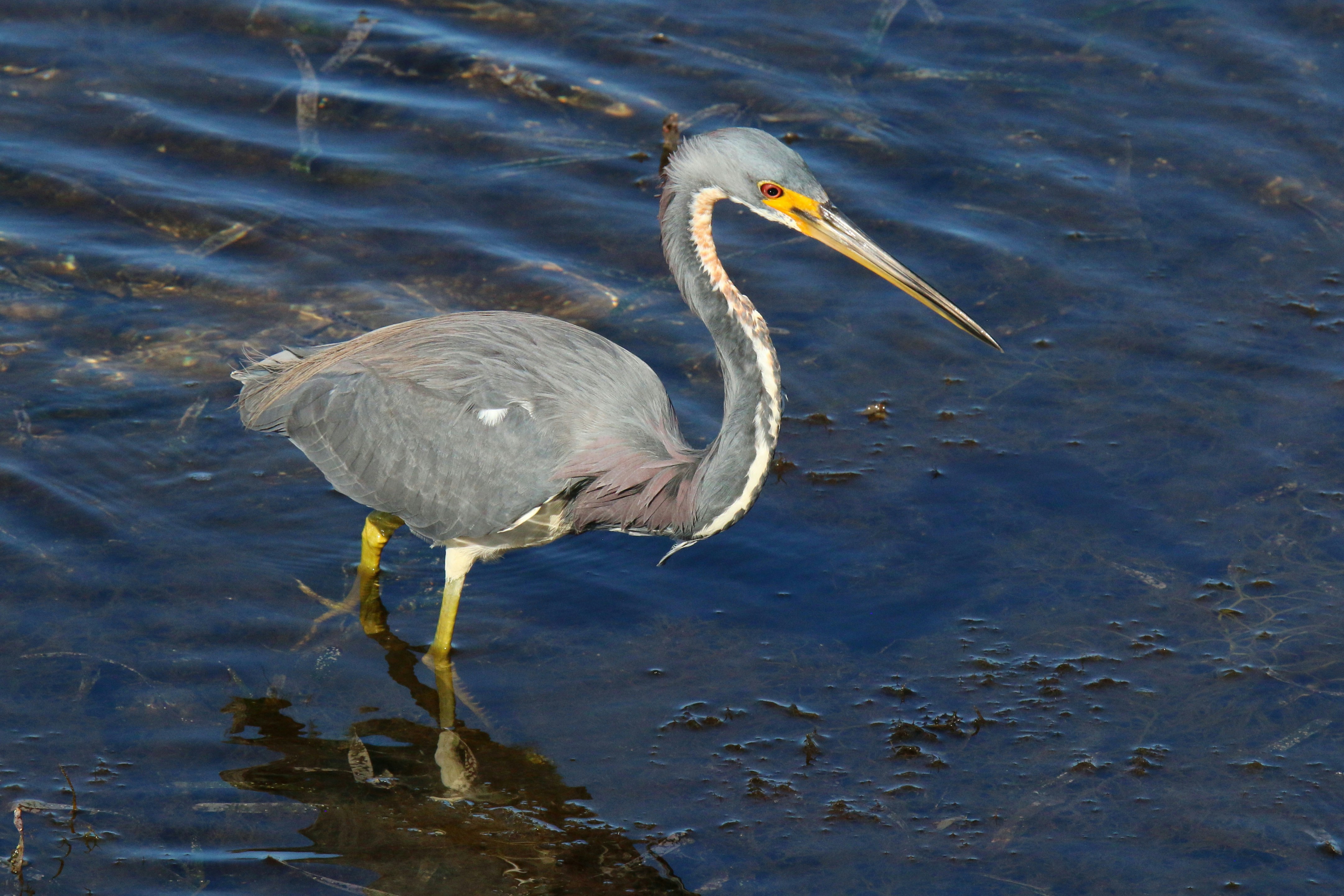 Photo by goldenplover31