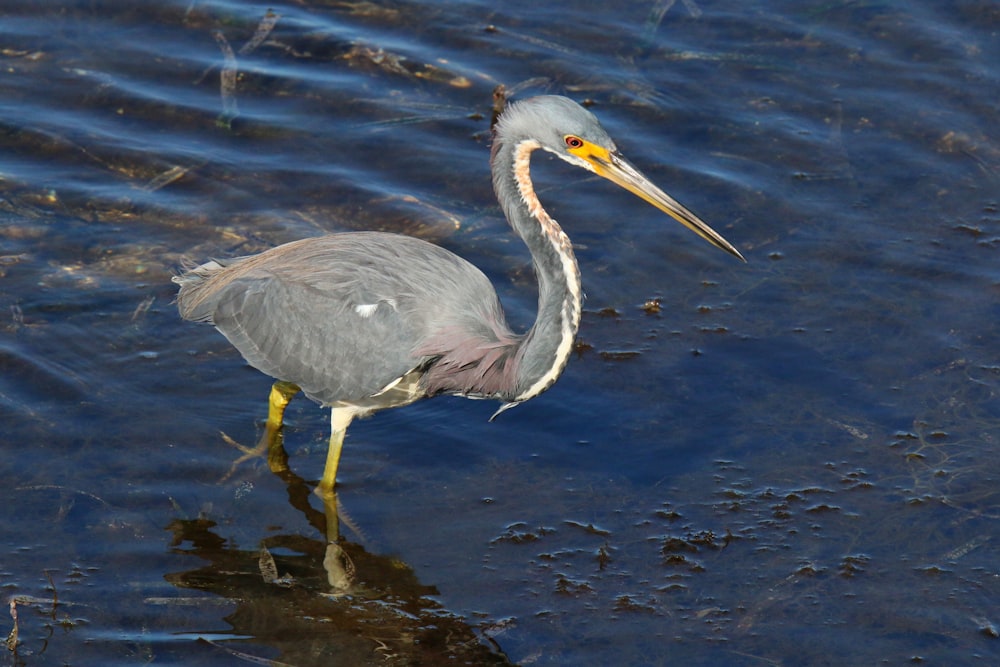 a bird with a long beak standing in the water