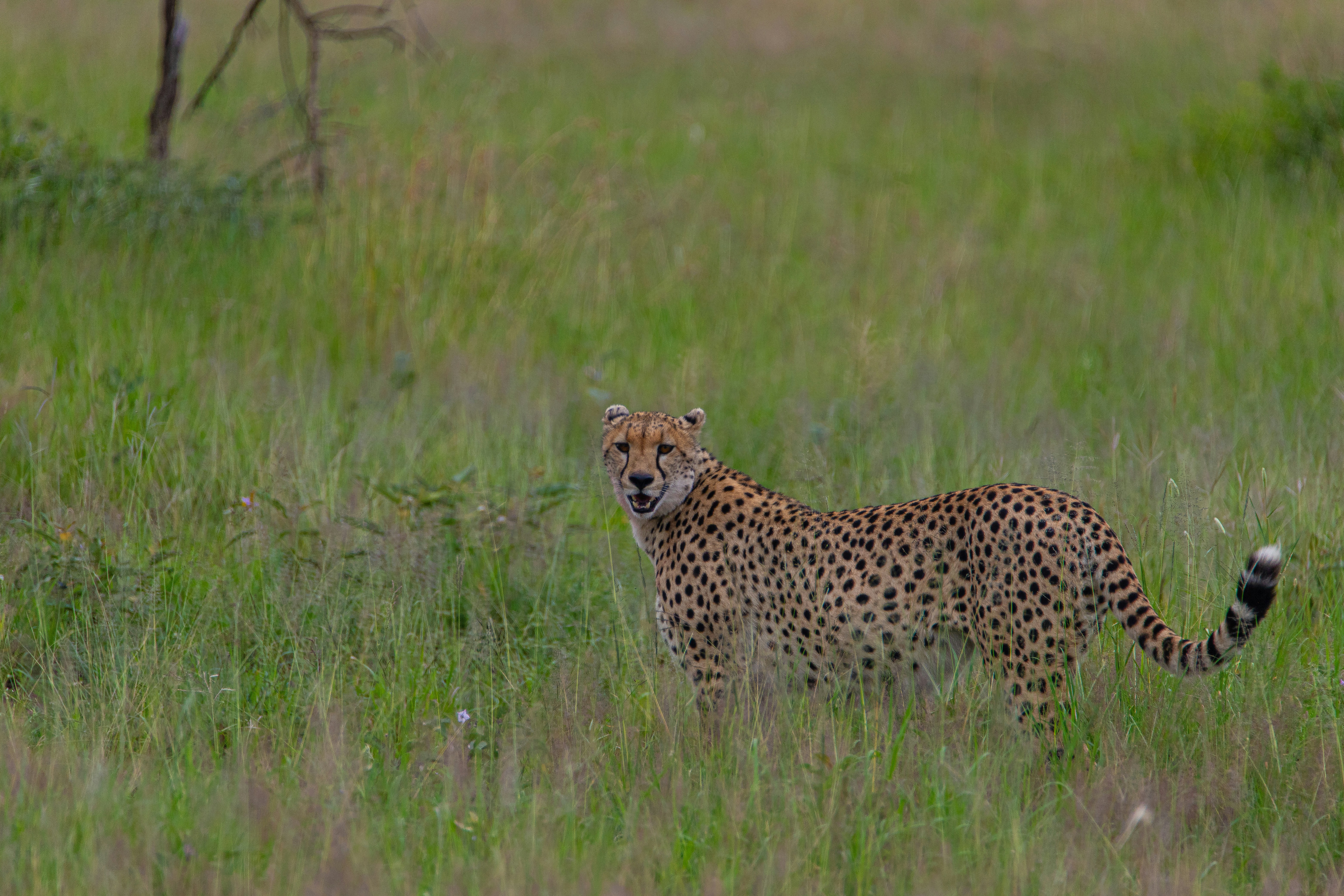 Ancient Spirits, Modern Peril (image credits: unsplash)