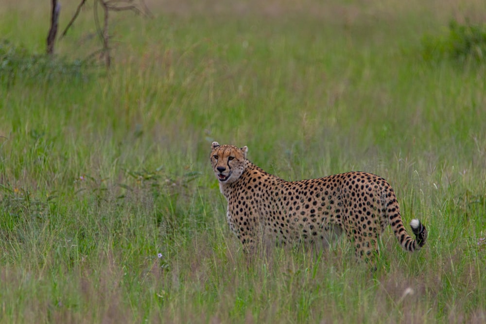 a cheetah standing in a field of tall grass