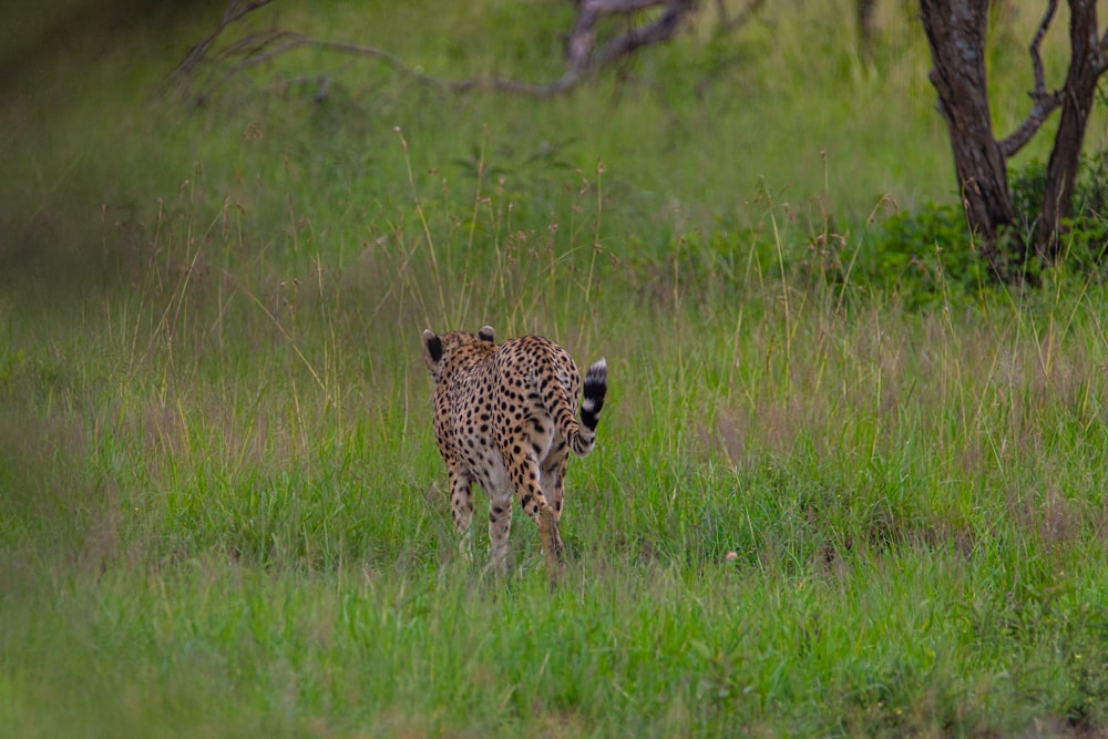 a cheetah walking through tall grass in the wild
