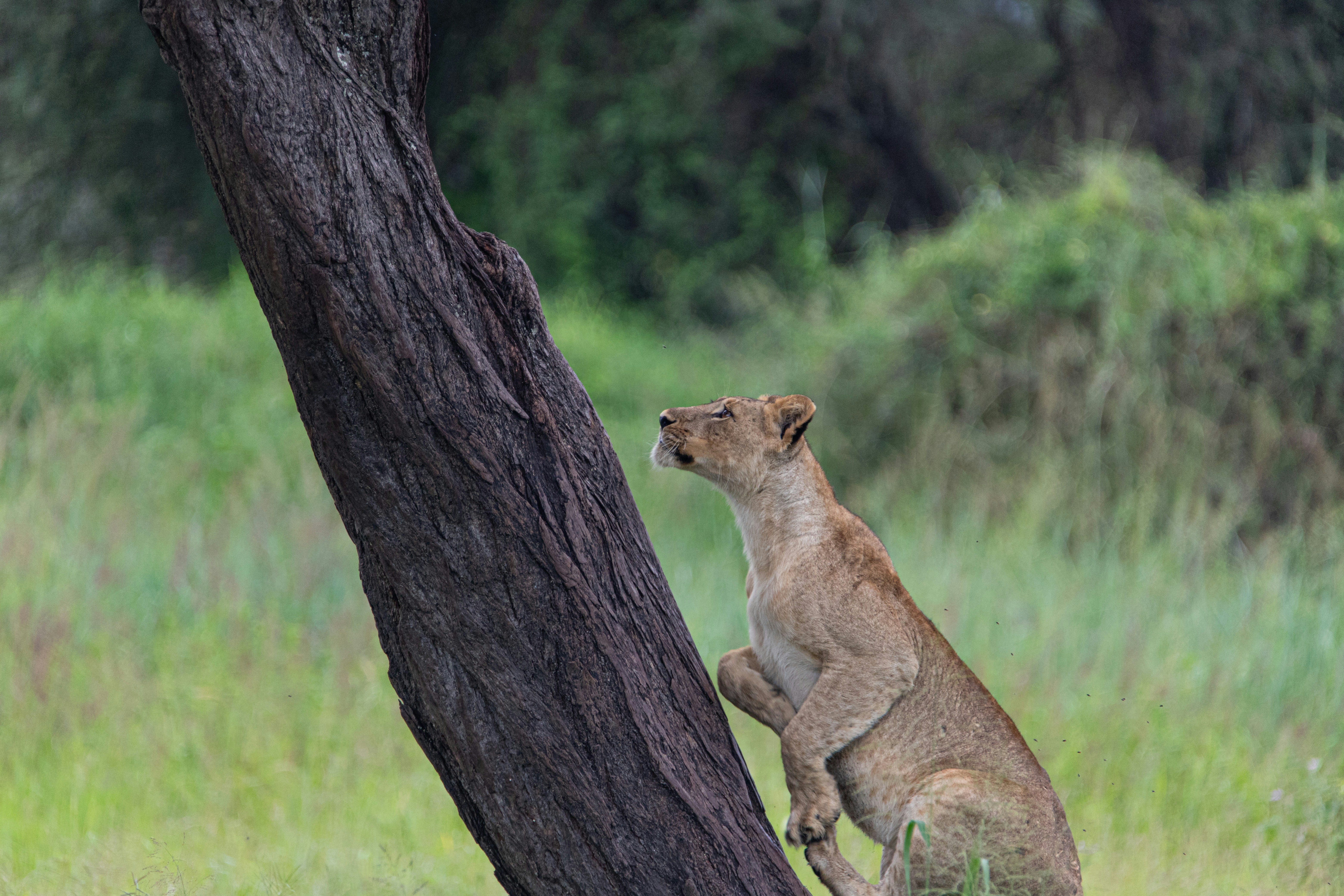 Uganda: Tree-Climbing Lions (image credits: unsplash)