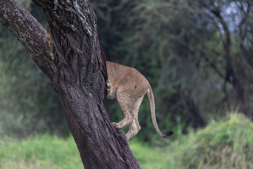 a lion climbing up the side of a tree
