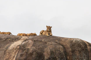 a group of lions sitting on top of a rock