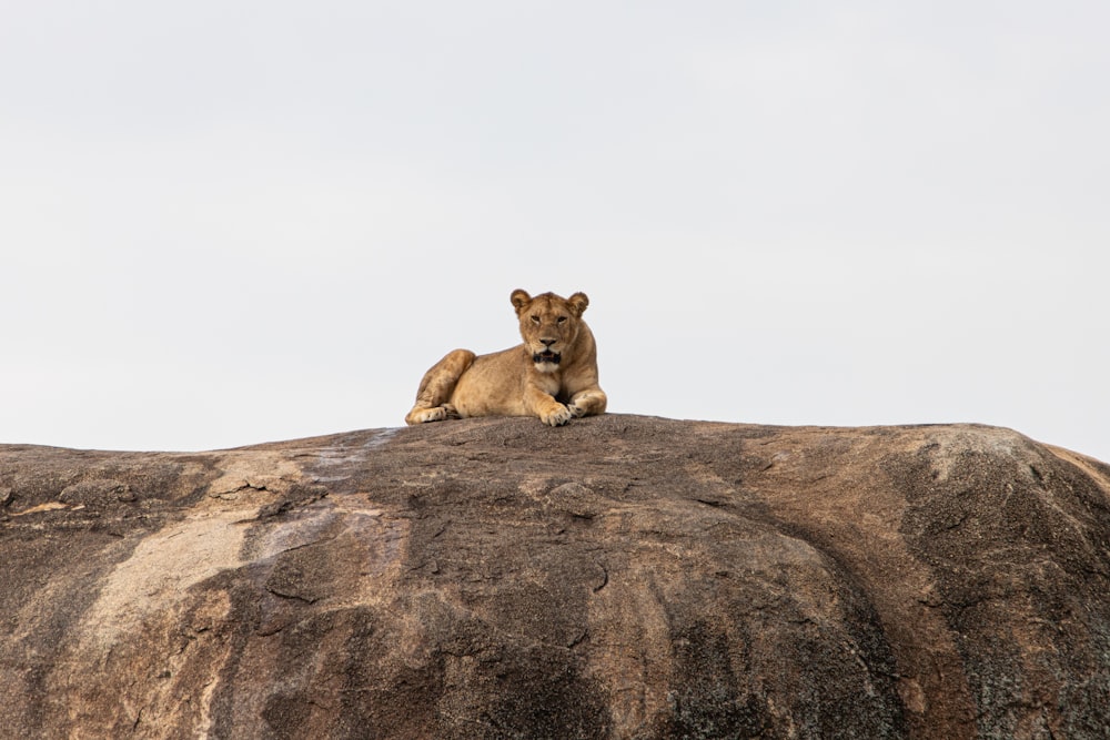 a lion laying on top of a large rock