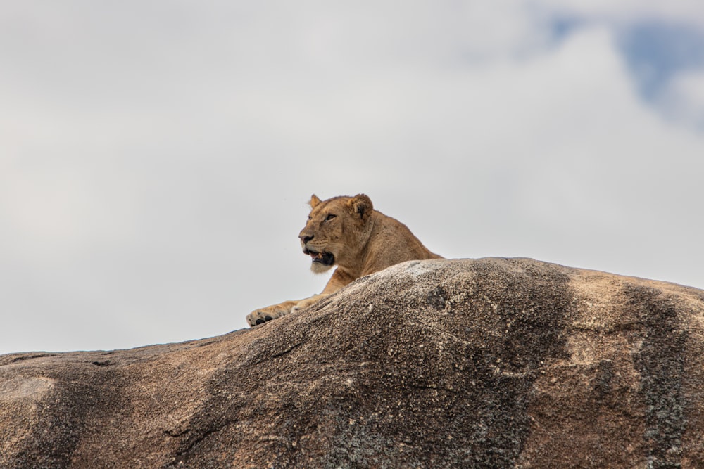 a lion sitting on top of a large rock