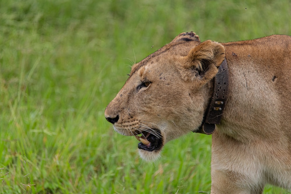 a close up of a lion in a field of grass