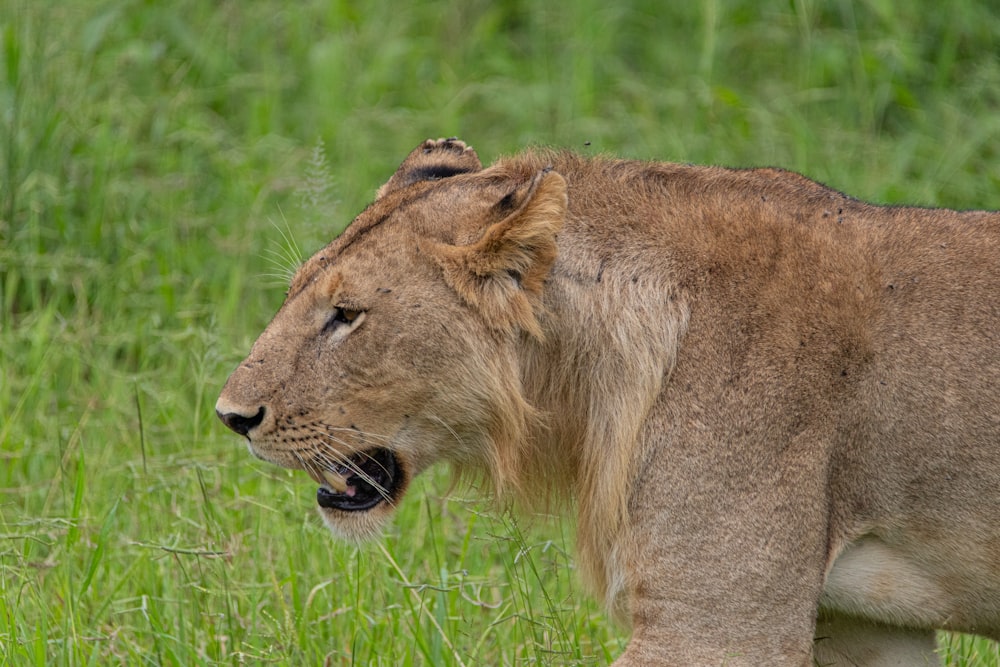 a close up of a lion in a field of grass