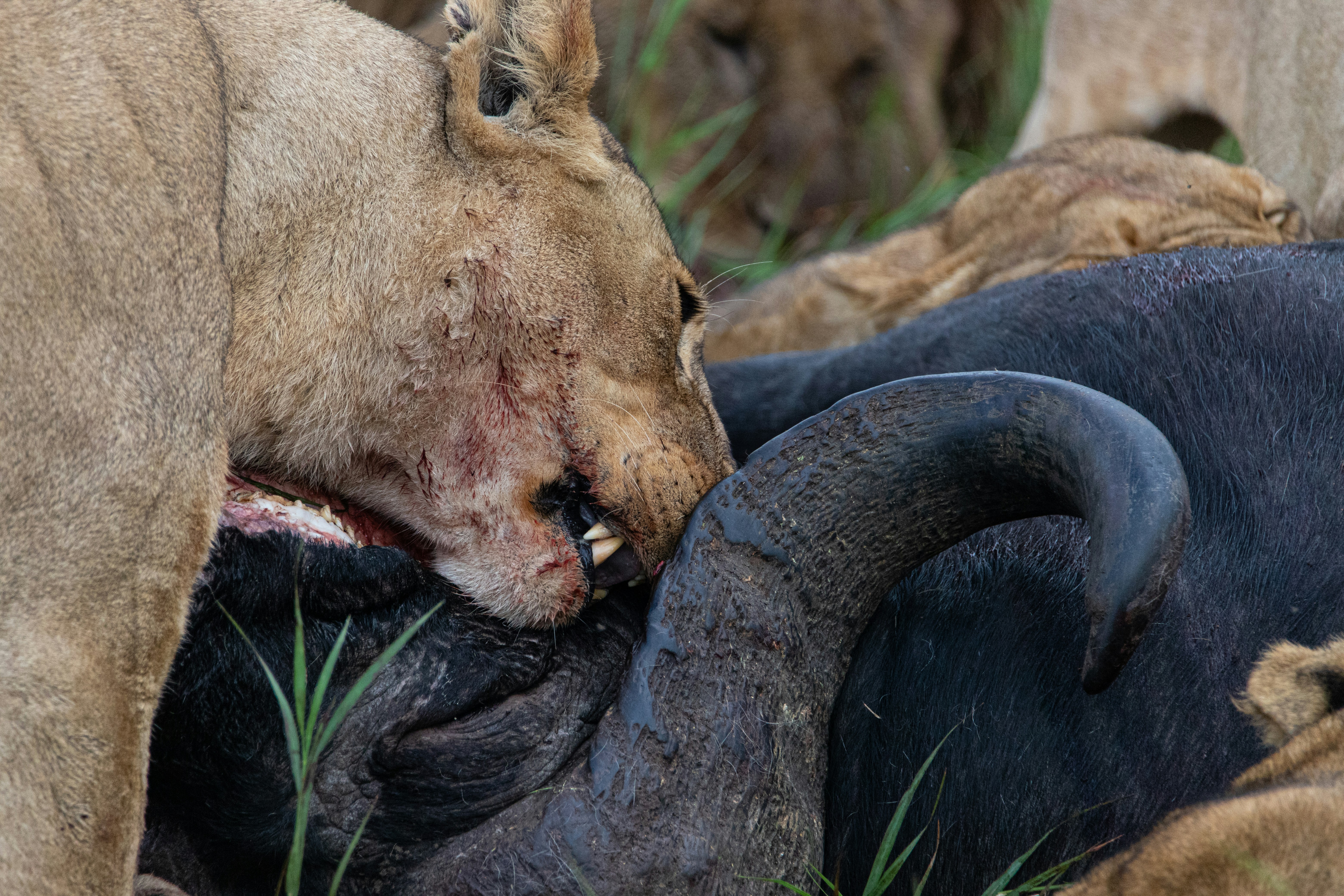 Lions Can Eat Up to 90 Pounds in One Sitting (image credits: unsplash)