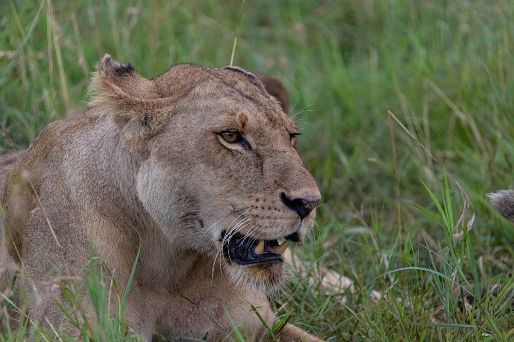 a lion laying in the grass with its mouth open