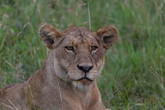 a close up of a lion laying in the grass