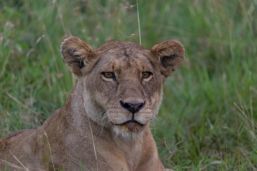 a close up of a lion laying in the grass
