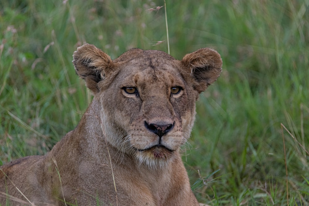 a close up of a lion laying in the grass