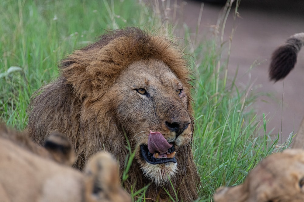 a lion with its mouth open standing in the grass