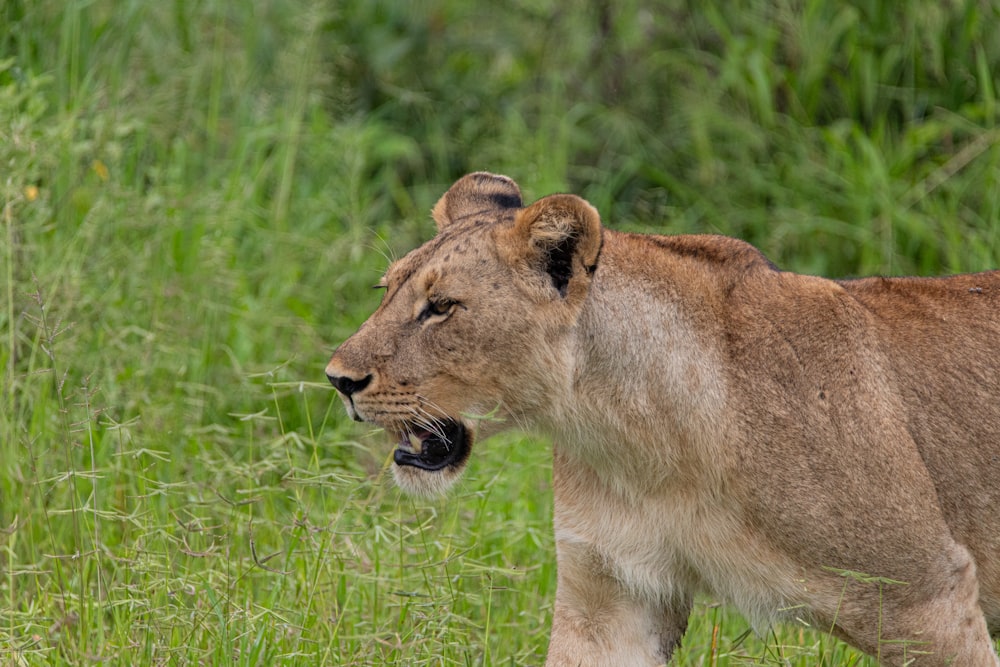 a close up of a lion on a field of grass