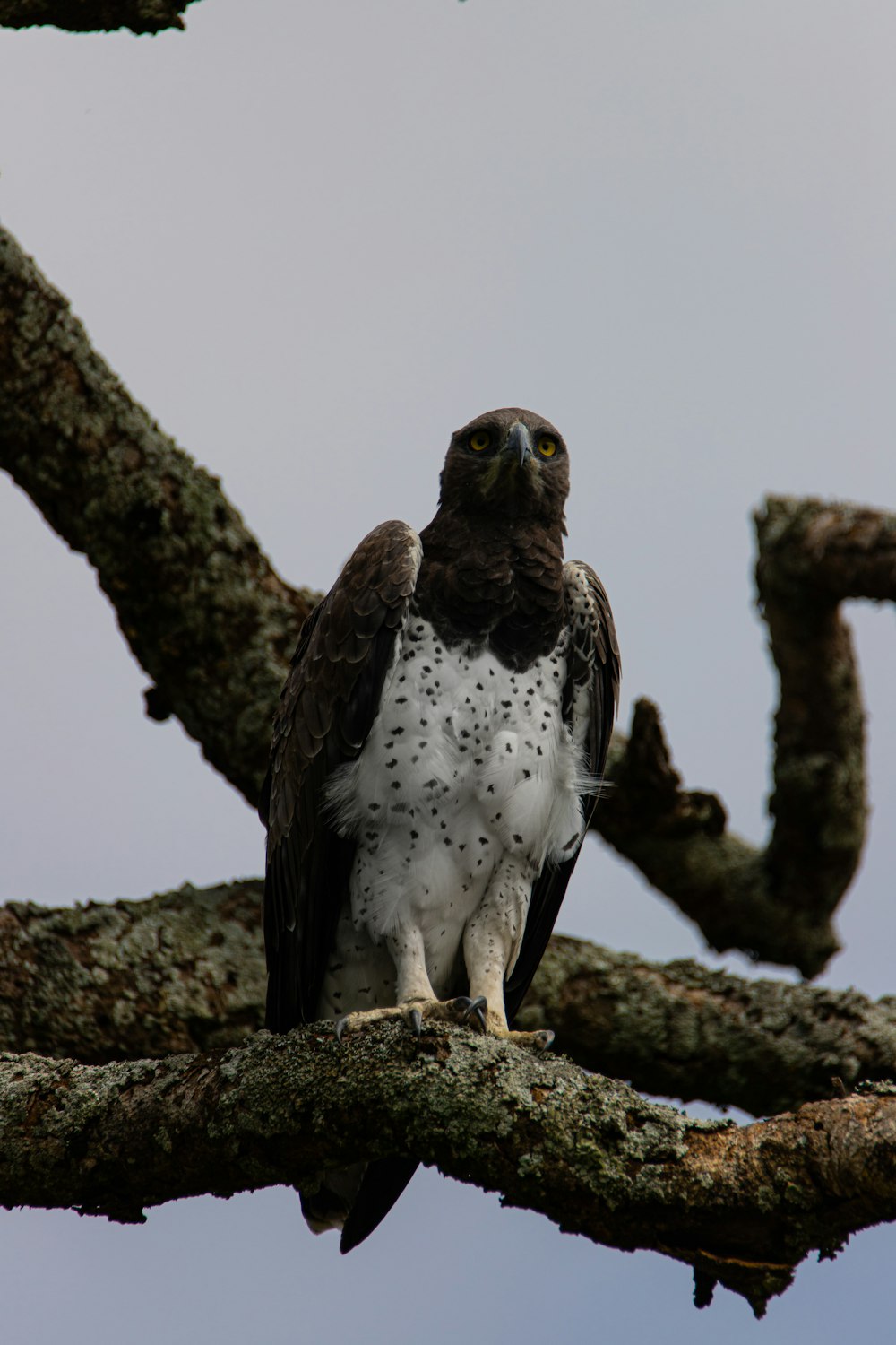 a large bird perched on top of a tree branch