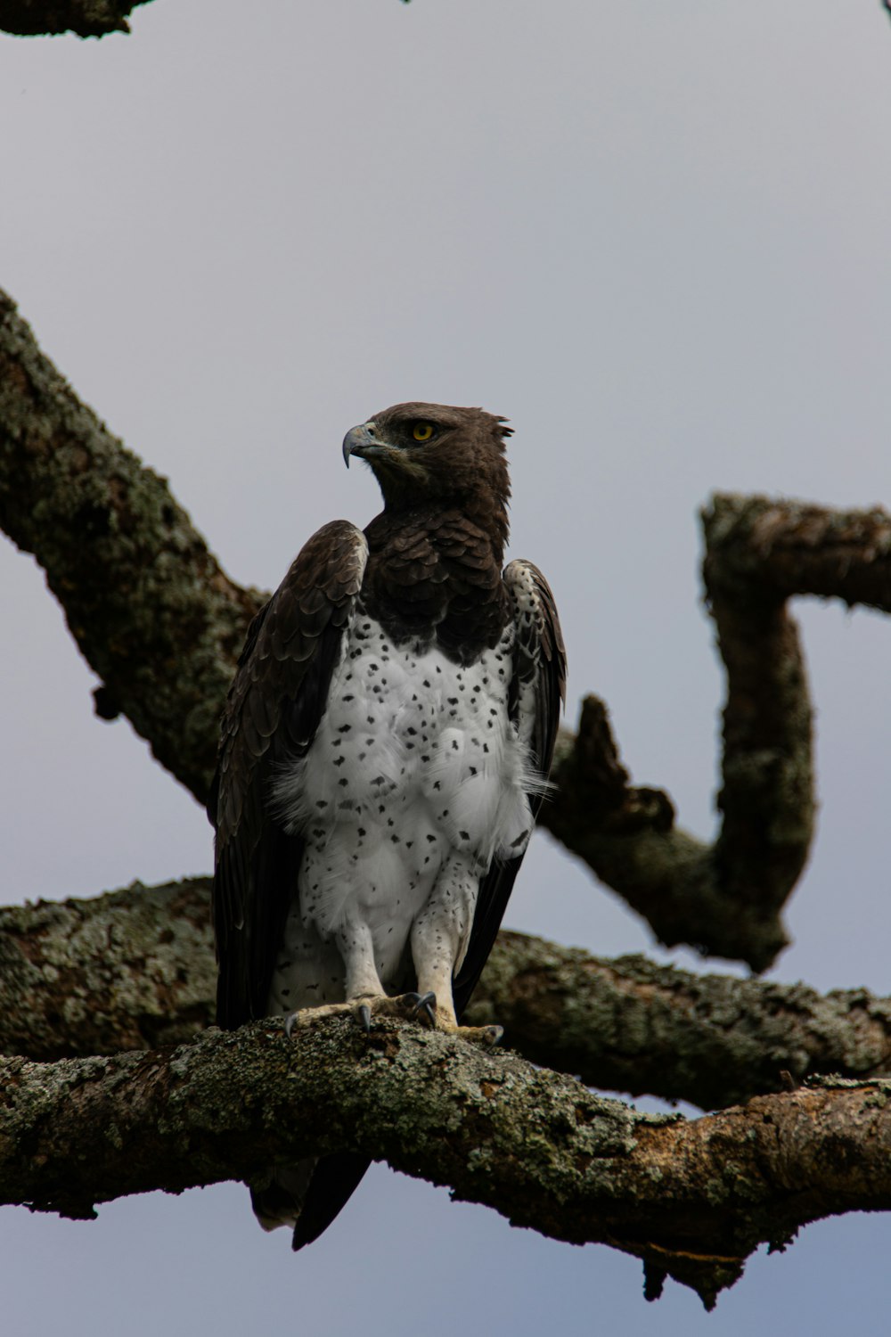 a large bird perched on top of a tree branch