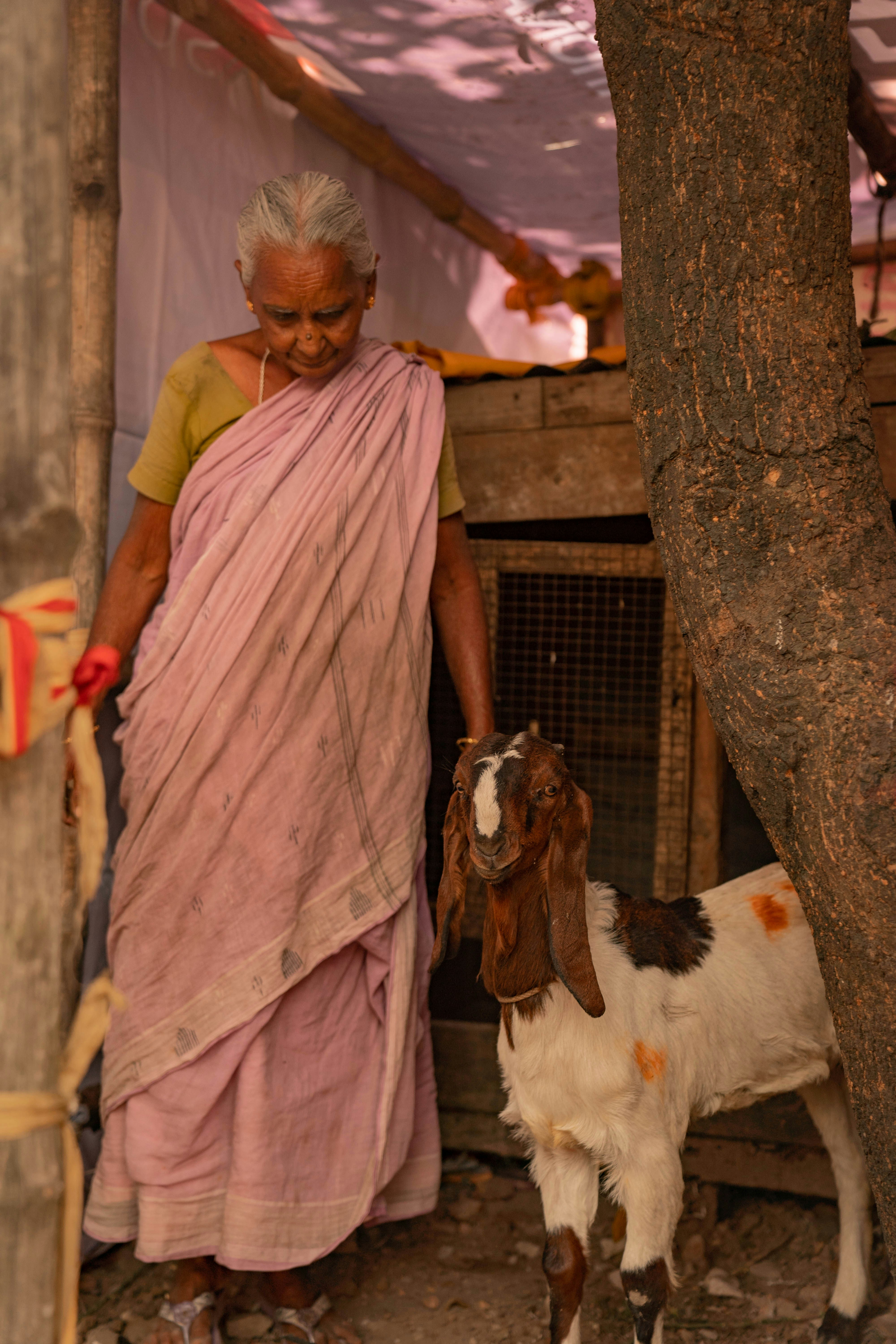 a woman in a pink sari standing next to a goat
