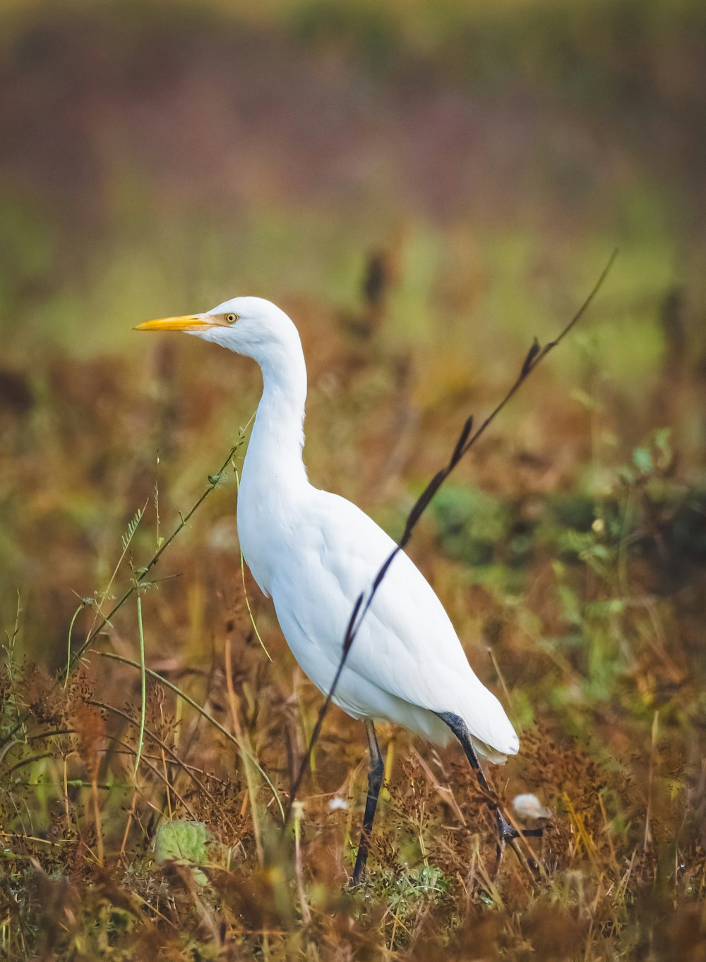 un oiseau blanc debout au-dessus d’un champ couvert d’herbe