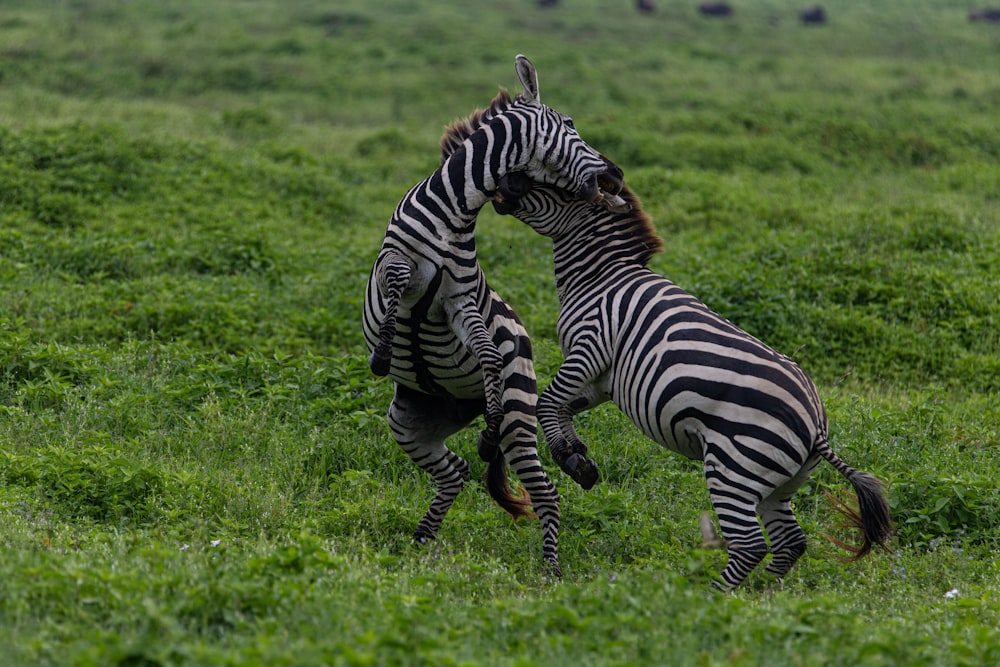 two zebras are fighting in a grassy field