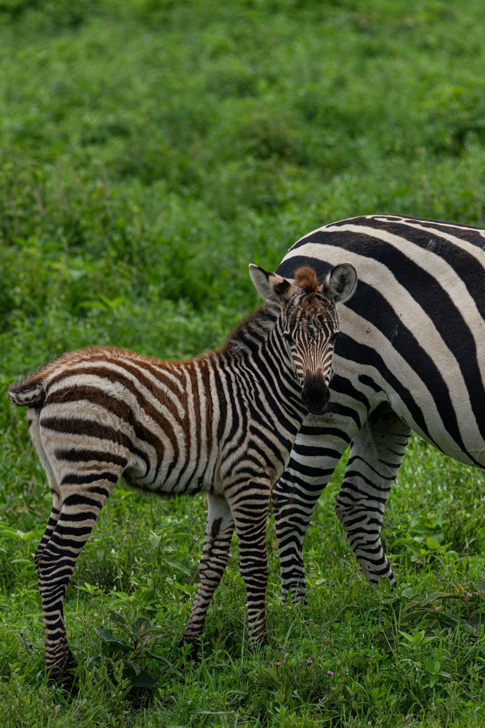 a baby zebra standing next to an adult zebra