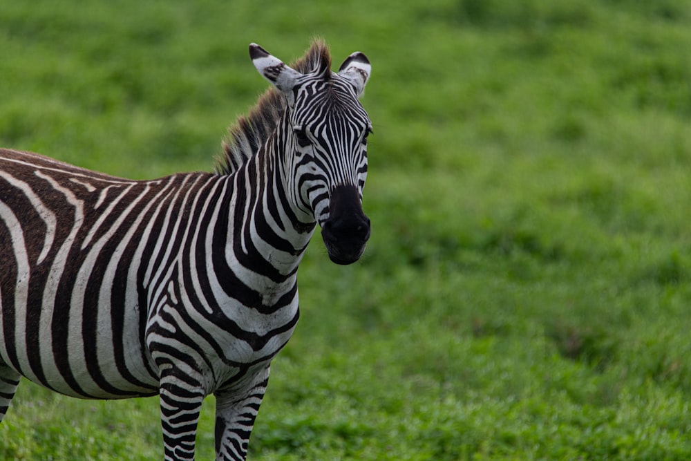 a zebra standing in a field of green grass