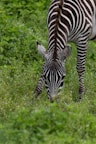 a zebra grazing on grass in a field