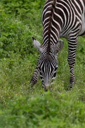 a zebra grazing on grass in a field