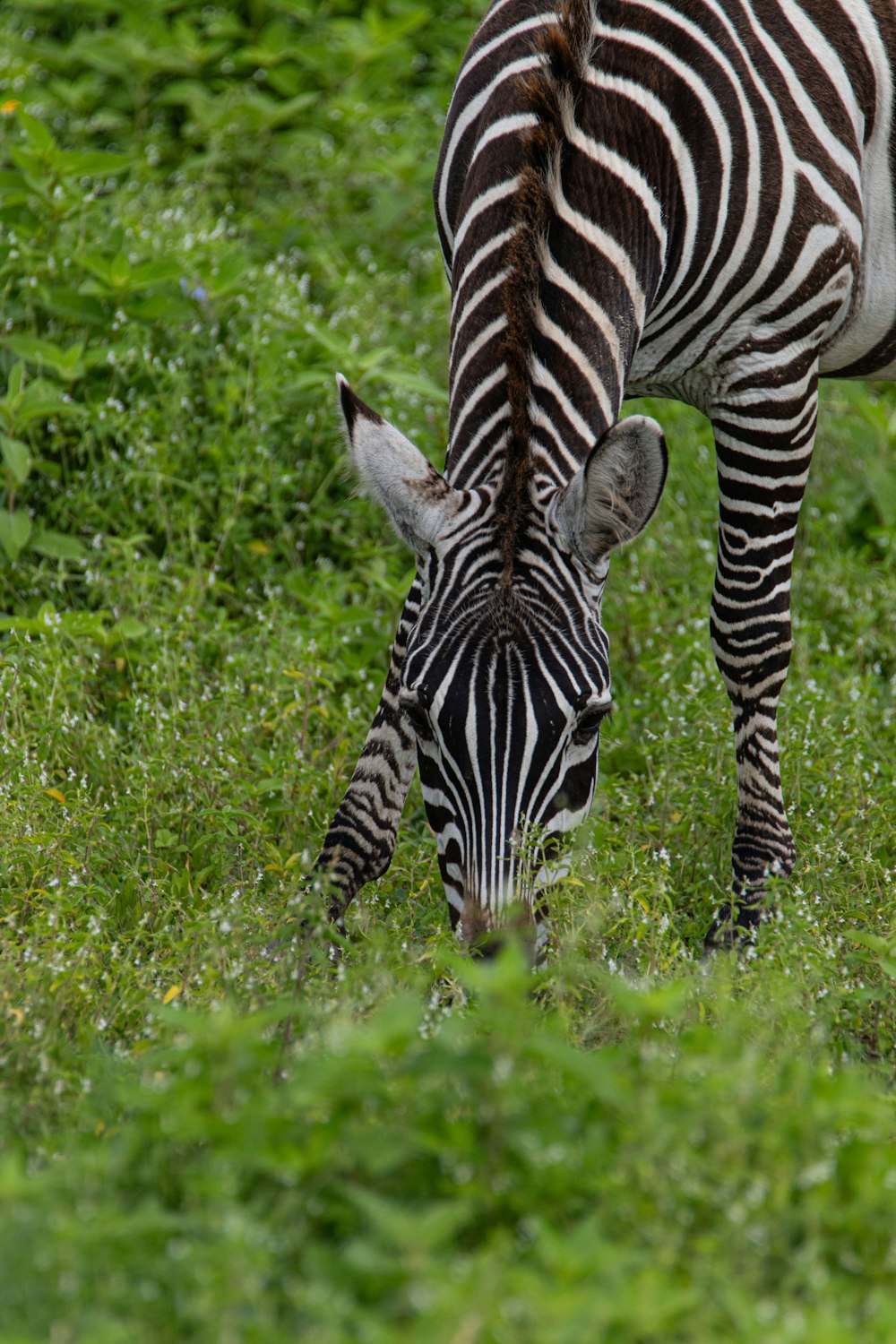 a zebra grazing on grass in a field