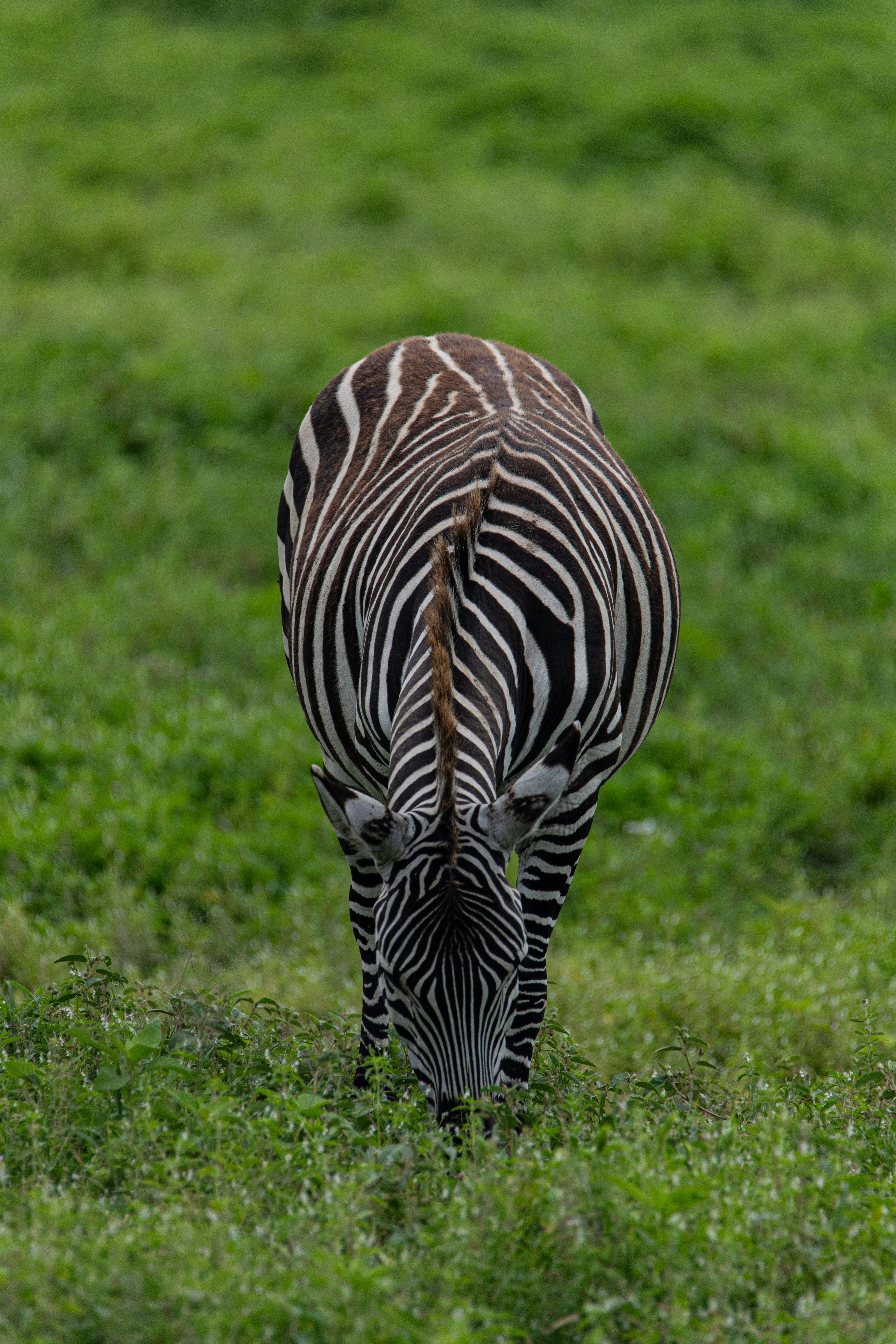 a zebra grazing in a field of green grass