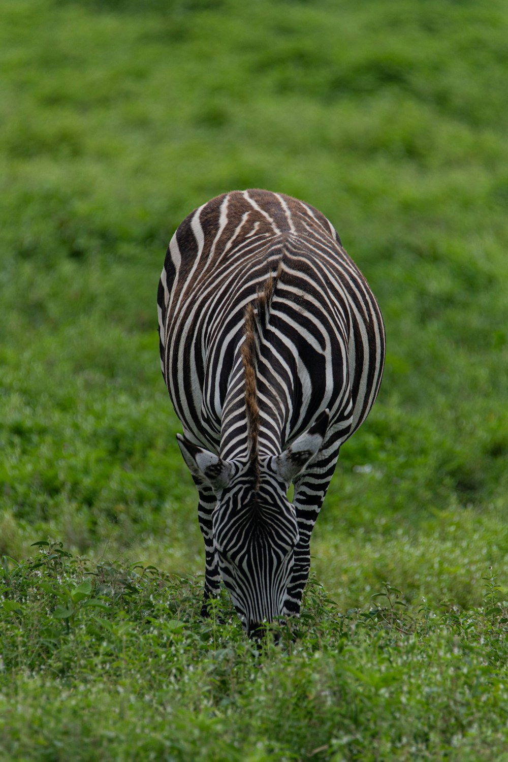 a zebra grazing in a field of green grass