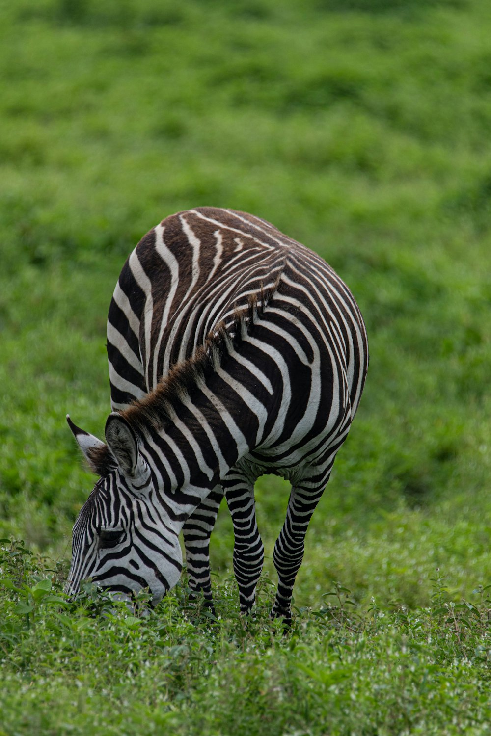 a zebra grazing in a field of green grass