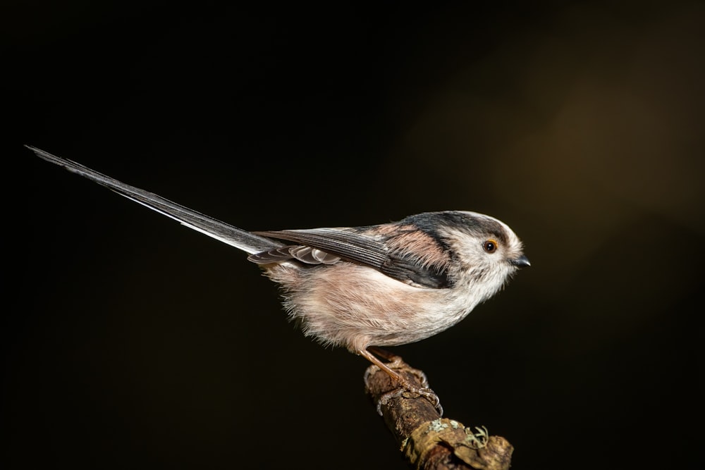 a small bird perched on top of a tree branch