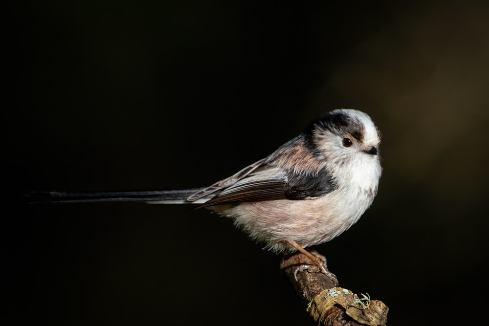 a small bird sitting on top of a branch